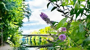 Purple, violet and lilac flowers of Buddleja davidii closeup on the branches of flowering bush on the river banch.