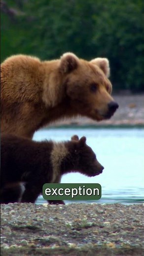 Bear Survival Skills You Didn't Know #wildlife #nature #facts