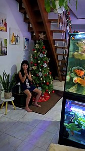 Early Chritmas Setup @ KHBY MFT 🐟 #AquariumSetup #aquafranz #khbymft #monsterfishtank #communitytank #HappyFishKeeping | AquaFranz