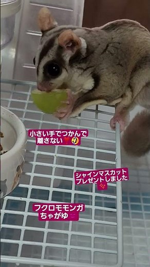 フクロモモンガ❣️#フクロモモンガ飼育