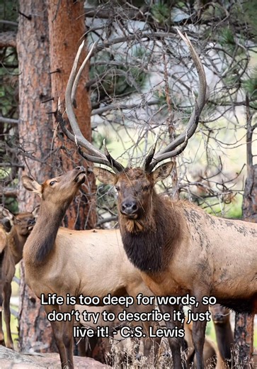 Experience the Thrill of Elk Hunting with Backbone Unlimited