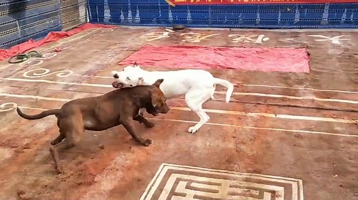 pitbull vs dogo argentino
