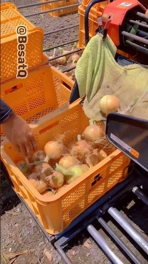 Mechanized Onion Harvest & Crating in Action