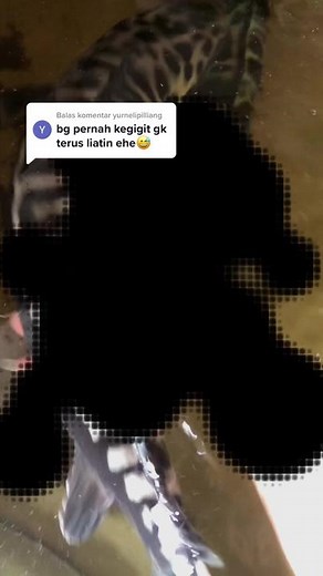 Membalas @yurnelipilliang gak pernah bang kalo liat makanan lompat lompat dia🤣🤣#fyp #ikantoman #ikantomanbabon #ikantomanjagoan #ikantomanpalingbesar #ikantomanmonster #ikantomanharimau #ikantomanbunga #ikantomanterbesar #ikantomanbesar #ikantomang #fy #ikangabus #ikangabushias #ikangabusjumbo #ikangabusviral #ikangabusemas #ikangabusnaikkelas #ikangabustoman #ikangabusasin #ikangabusutara #fypシ #ikan #ikanpredator #ikanhias #ikanchanna #ikangabus #ikanmonster