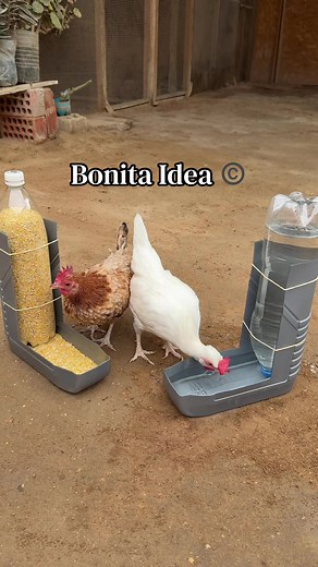 Comedero y Bebedero Automático para gallinas hecho solo con materiales reciclados.