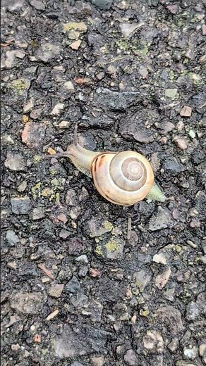 Snails in the rain - Cepaea hortensis and nemoralis 🐌