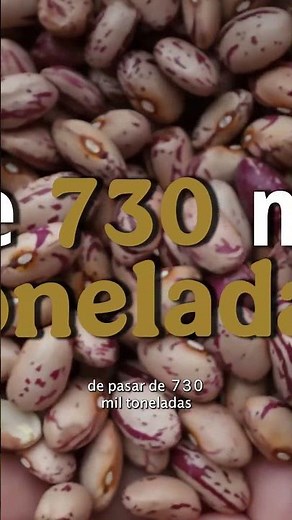 Un impulso a la producción de frijol mexicano