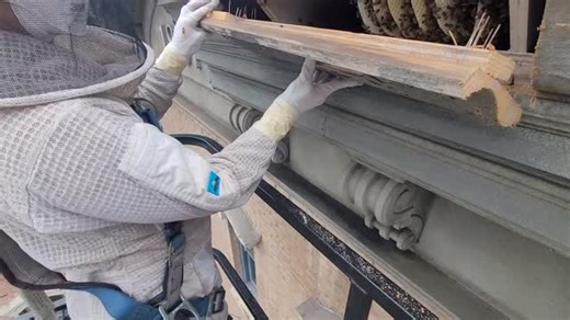 Beecasso Live Bee Removal Inc. on Reels