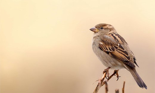 Sparrow Sightings: Discover the Meaning and Symbolism of Sparrows