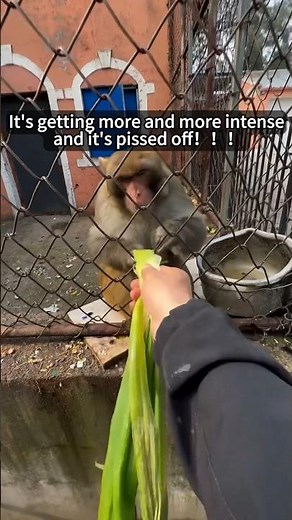 be really pissed off#funny #animals #monkeys #shorts