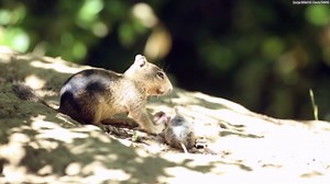 Killer squirrels spotted for first time