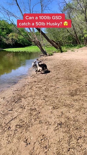 #gsd #vs #husky #dog #fyp #foryou #foryourpage #run #slowmo #chase #tag #dogsoftiktok