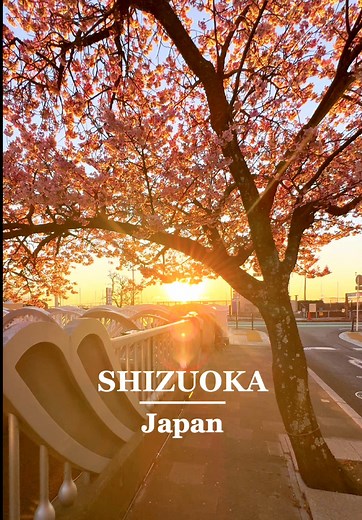 早朝に見た満開の熱海桜が美して🥹‪🌸🌅 📍Itokawa Promenade / Shizuoka 🗾糸川遊歩道 朝日に照らされて真っ赤に染まった熱海桜がとても美しくて感動しました🥹‪ あたみ桜（熱海桜）は、日本で最も早咲きの桜とも言われる桜です🌸 市内の中心部を流れる糸川沿いで約55本ほどのあたみ桜を楽しむことができ、見頃の時期には熱海を訪れた観光客で賑わっています。 Atami cherry blossoms in full bloom, seen early in the morning🌸🌅 I was moved by how beautiful the Atami cherry blossoms were, dyed a deep red in the morning sun🥹‪ Atami cherry blossoms are said to be the earliest-blooming cherry blossoms in Japan🌸 The best time to see these cherry blossoms is usually 