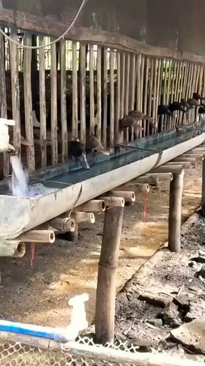 Kandang Bebek Sistem Panggung agar bebek selalu kering & sehat serta tidak bau