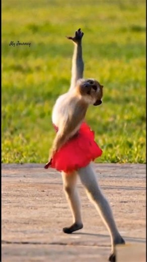 Dancing Monkey in a Red Tutu – The Cutest Performance Ever! 🐒💃✨ #DancingMonkey #FunnyAnimals