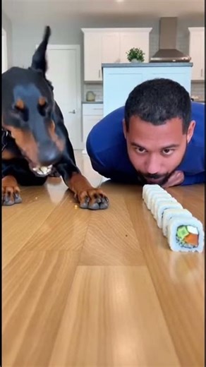 I Challenged My Dog to a Sushi vs Nuggets Race