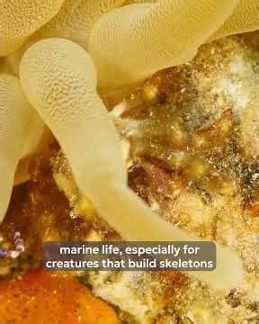Ocean Discovery with John Slattery: Impacts of Ocean Acidification