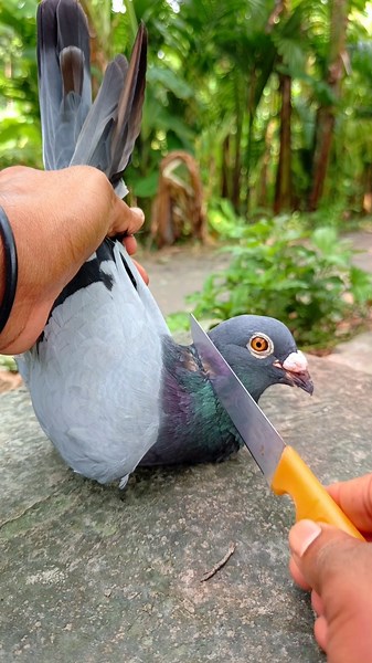 pigeon recovar aloe vera 175||#birds #shots #pigeon #kabutar #pigeontreatment