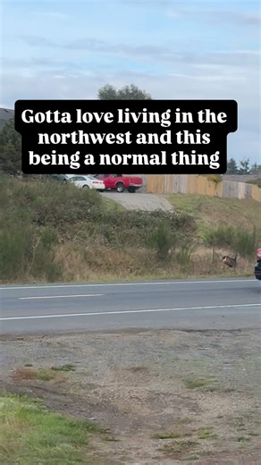 Deer and elk on the side of the road has become a normal thing nowadays. Now when they decide to run in the middle of the road when your driving or side on the side of the road in the dark, now that’s scary. I have almost hit an elk and a few deer while living out here. #pacificnw #coastlife #Oregon | Ashley Shepherd