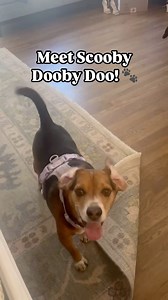 Meet Scooby Dooby Doo! 🐶🤎 This 5-year-old Beagle Mix is the sweet, affectionate companion you’ve been searching for. Great with kids, other dogs, and house-trained, Scooby is ready to bring love and joy to your family. 🏡 Despite a tough past, he’s all about second chances and is looking for his forever home. If you’re ready for a cuddle buddy who loves walks, car rides, and endless hugs, Scooby Dooby Doo is the one for you! 🐾 For more information on Scooby’s adoption, please visit: angelsres