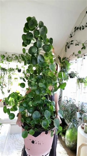My Pilea peperomioides care ⬇️ First of all, this plant is 8 years old! I grew it from a small plant in a 2” pot. It takes TIME to get a plant this large. I’ve potted up a few times since then 🤪 but I don’t do it often, and honestly the last size up I went too big and it lost quite a few leaves. The curled leaves don’t bother me, it’s just a fact of life for this plant in my growing conditions. I’ve tried everything I can think of to stop it from happening over the years but it just does 🤷🏼‍♀