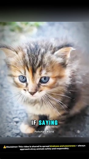 💔😢 This Tiny ‘Angry’ Stray Kitten Blocked My Path… What Happened Next Will Melt Your Heart #shorts