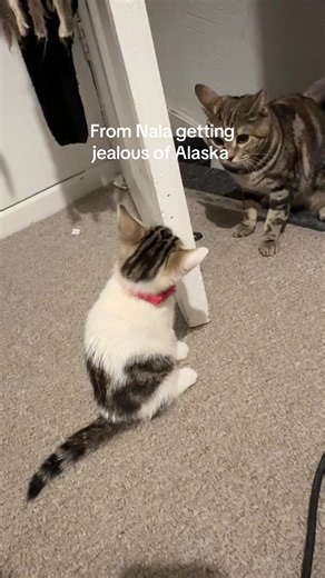 Adorable Cats: Nala and Alaska's Heartwarming Moments
