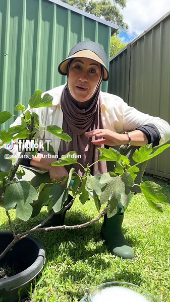 🪴Scale is a common pest in gardens, particularly on fig trees. These tiny insects attach themselves to the branches and leaves, feeding on the sap of the plant. As they feed, they excrete a sticky substance called honeydew, which can attract other pests like ants which lead to black sooty mold which in turn reduces your plants ability to photosynthesise (turn the sun rays into energy) and eventually killing the tree. 1️⃣ The first step is to remove the scale manually, create a solution of water
