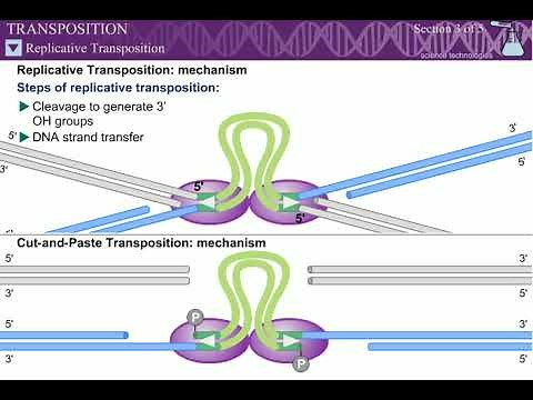 Transposition l Mechanism of Transposition