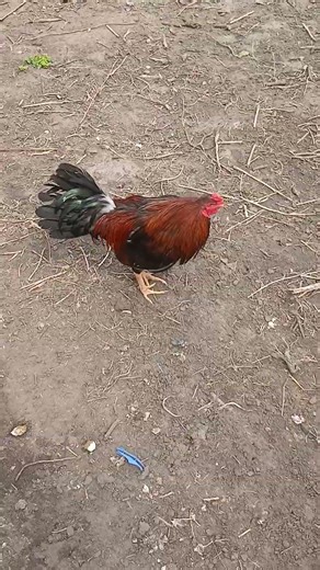 #chicken #adorablechicks #birds #freerangechickens #rooster #roosterfarm #backyardchickens