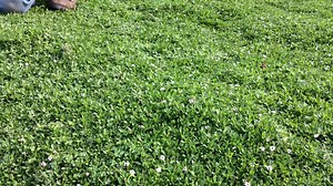 Kurapia (Phyla nodiflora 'Kurapia') is a great ground cover alternative that uses 60% less water than turf. Learn more with John Latsko, The Crescent Farm at the Arboretum's Interpretive Horticulturalist. | Los Angeles County Arboretum & Botanic Garden