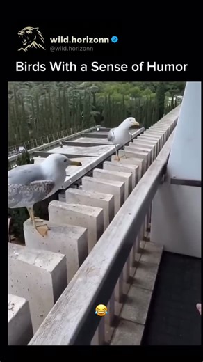 Wild Horizon on Instagram: "Some birds appear to have a surprising sense of humor, displaying playful behavior that goes beyond basic survival instincts. Parrots, for example, are known to mimic sounds and laughter, sometimes using their vocal tricks to tease or startle humans and other animals for apparent amusement. Crows and ravens have been observed playing pranks, like stealing shiny objects or intentionally dropping nuts near traffic so cars can crack them open. These clever antics suggest