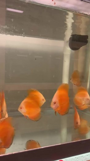 Discus Hans USA on Reels