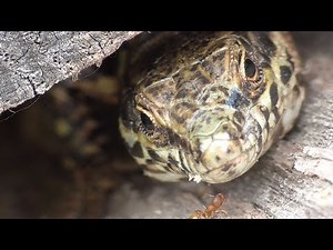 European wall lizard. Mauereidechse (Podarcis muralis). Moseltal, Germany