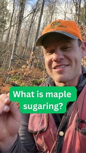 What is maple sugaring? I’ve been posting these videos about setting up my “sugarbush” and building my “sugarhouse” here at Bear Island and realizing that some folks might not understand the basic principles of what sugaring is, and how we make maple sap into delicious maple syrup. There’s a lot more to it, of course, but here it is! #maple #maplesyrup #syrup #sugaring #tapping #forest #forests #woods #nature #work #tree #trees #treesofinstagram #sugar #stem #forester #vermont | Ethan Tapper