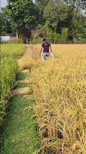 Fast & Powerful Rice Cutting Machine in Action 🚜🌾 | #USA