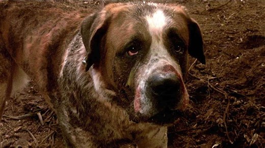Cujo: La novela de Stephen King tendrá una nueva adaptación y hay un candidato para dirigirla