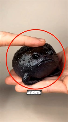 Top 5 Invisible Creature Ever Caught On Camera!