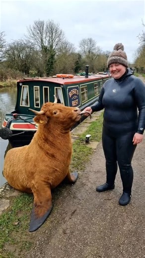 The Yorkshire water cow #canal #narrowboat #canalboat #boat #british | Canal Boats