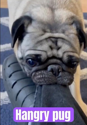 Hangry pug demands dinner