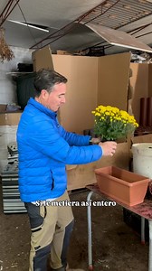 Hoy os enseño como hacer una jardinera de crisantemos fácil y sencilla para el día de todos Los Santos 🌸🌸🌸🌸. #viral #parati #angelillescas #viverosviral #horticultura #plantas #viveros #agricultura #flores #invernaderos | Viveros viral