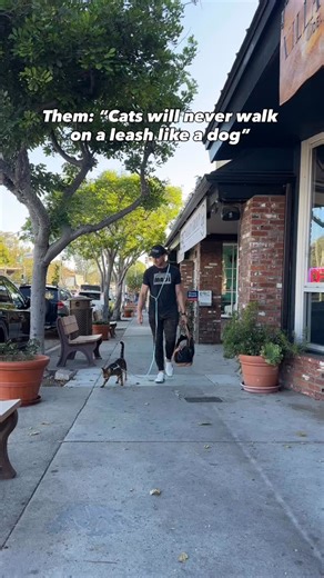 16K views · 287 reactions | Comment “leash” and I’ll send you the link to our new hands free SurferCat Leash. It also features fancy clip anywhere buckles so you can clip the leash to your belt loop, a restaurant chair, or even a tree. It creates a tether for on the go places. | Surfercatmav | Facebook