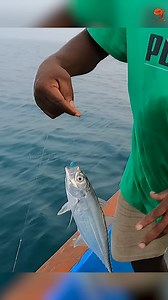 We Caught Horse Mackerel Using Sabiki Rigs as bait! #fishing #fishingvideos #fishingtime | Neerulagam