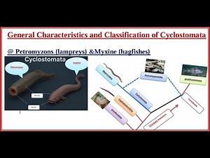 #cyclostomata evolution & characteristics