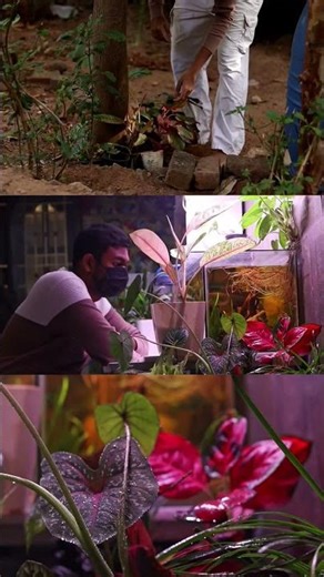 😲🐊 இது வீடா?🏡 இல்ல zoo ஆ?‼️| fighter fish | fish video in tamil Alligator gar #shorts #aquarium