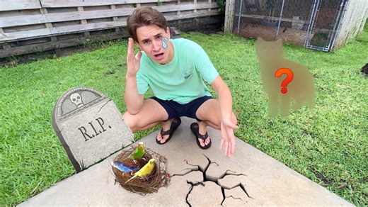 Unidentified Animal Attacked My Baby Birds!