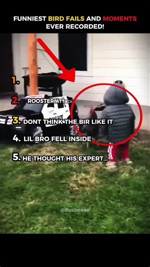 MOST FUNNY AND EPIC BIRDS FAILS🔥😂