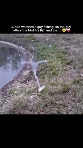 A bird watches a guy fishing, so the guy offers the bird his fish and then.. 🥺❤️‍🩹