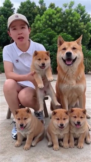 🐶 4 Adorable Shiba Inu Puppies Will Melt Your Heart!