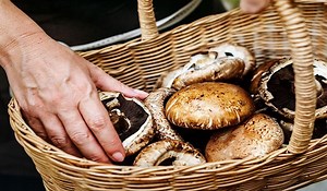 Scope of Mushroom Cultivation in India